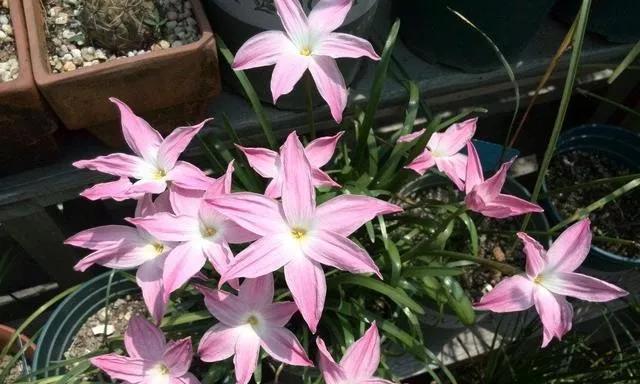 风雨兰不开花是什么原因？如何解决？