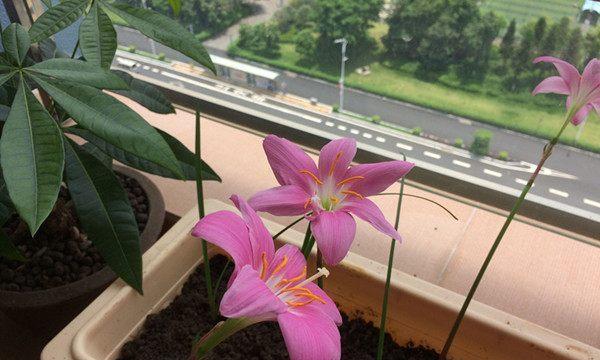 风雨兰不开花是什么原因？如何解决？