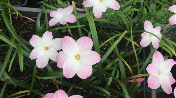 风雨兰冬天会开花吗？如何确保其顺利开花？