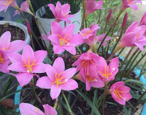 风雨兰冬天会开花吗？如何确保其顺利开花？