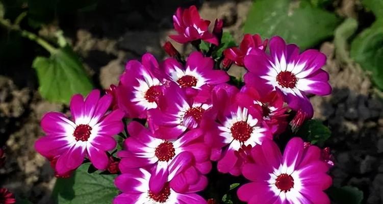 什么花代表爱而不得？如何表达未果的爱情？