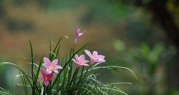 风雨兰花期是什么时候？如何正确养护以延长花期？