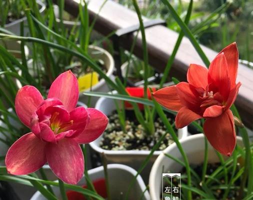 风雨兰花期是什么时候？如何正确养护以延长花期？