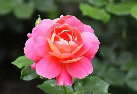 什么花代表暗恋？揭秘暗恋花语背后的秘密？