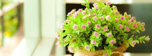 什么花代表暗恋？揭秘暗恋花语背后的秘密？
