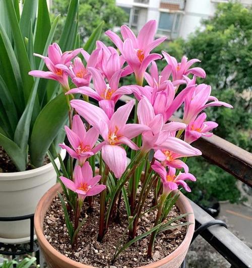 风雨兰花养护技巧？如何确保花开繁茂？