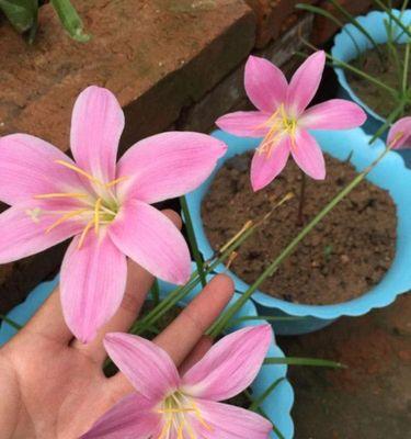 风雨兰花养护技巧？如何确保花开繁茂？