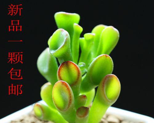 什么花象征财富？如何用花卉来招财进宝？