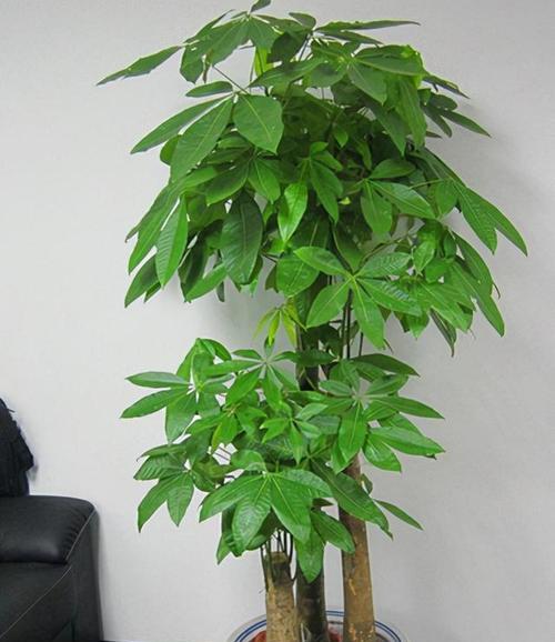 什么花象征财富？如何用花卉来招财进宝？