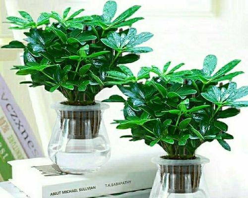 什么花象征财富？如何用花卉来招财进宝？
