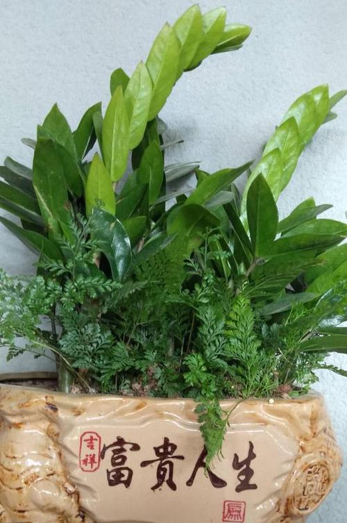 什么花象征财运？如何通过花卉提升家居风水？
