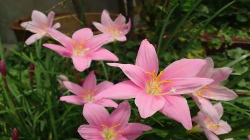 风雨兰开花有毒吗？室内养护需要注意什么？
