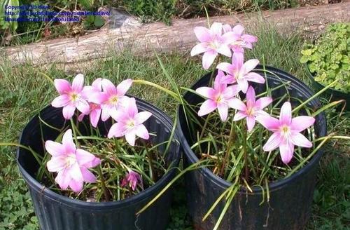 风雨兰开花有毒吗？室内养护需要注意什么？
