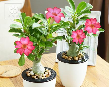 什么花代表成功？成功象征的花卉有哪些？