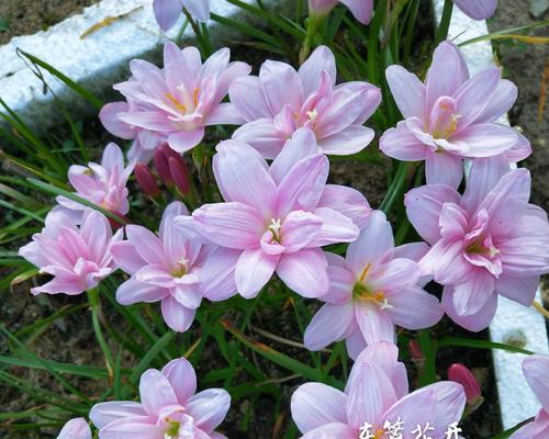风雨兰秋天会开花吗？如何正确养护以促进开花？