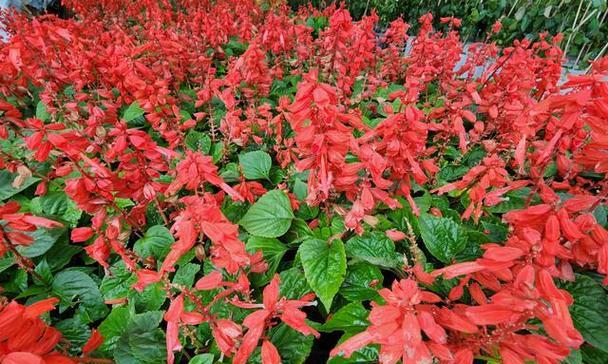 春节期间什么花最能代表节日气氛？这些花卉的寓意是什么？