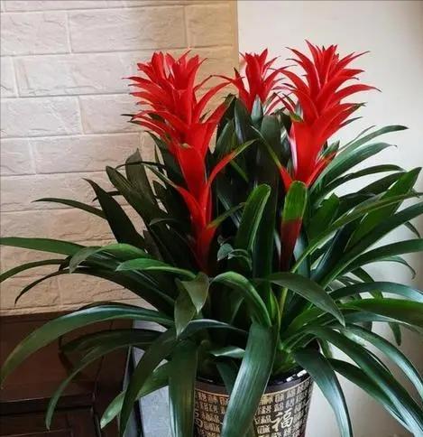 春节期间什么花最能代表节日气氛？这些花卉的寓意是什么？
