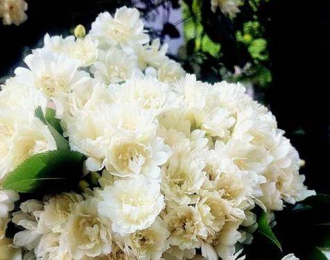 什么花象征纯洁？纯洁的花有哪些？