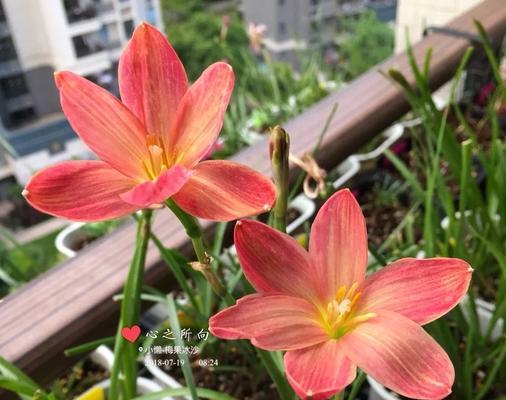 风雨兰的花期是什么时候？通常在几月份开花？