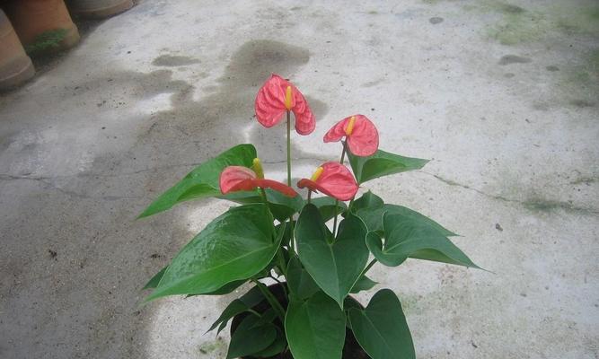 什么花代表发财？如何通过花卉寓意带来好运？