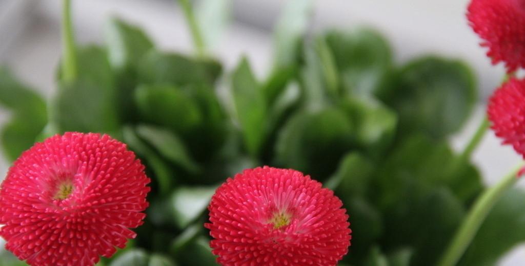 什么花代表分手？分手时应该送什么花最合适？