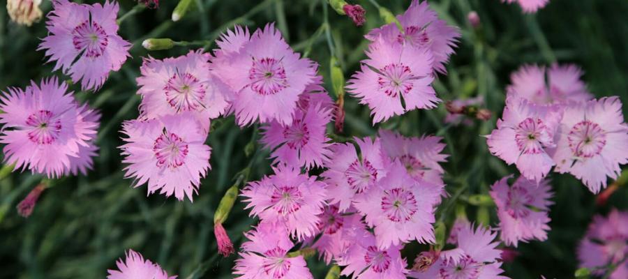 什么花代表父爱？如何选择表达父爱的花卉？