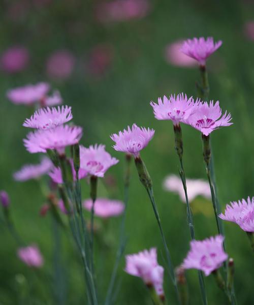 什么花代表父爱？如何选择表达父爱的花卉？