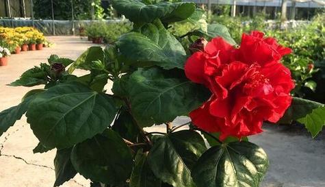 什么花象征富贵？富贵花有哪些种类和特点？