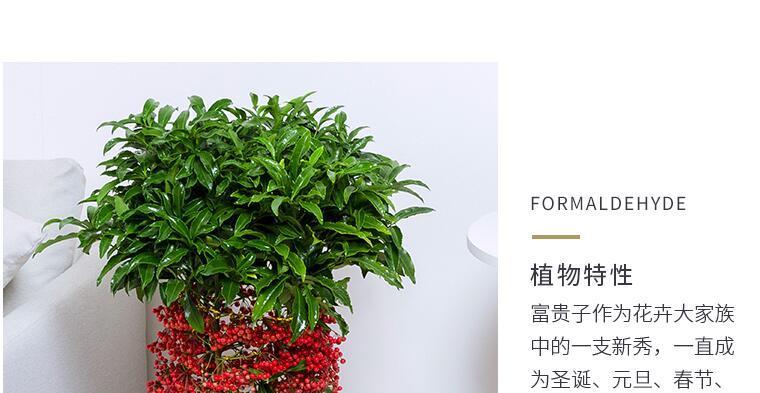 什么花象征富贵？富贵花有哪些种类和特点？
