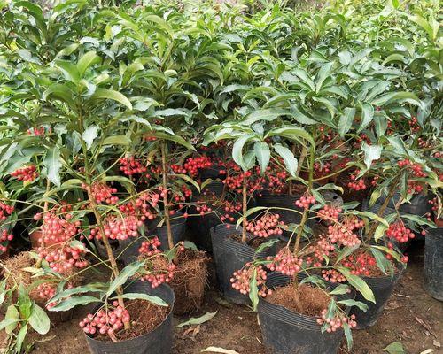 什么花象征富贵？富贵花有哪些种类和特点？