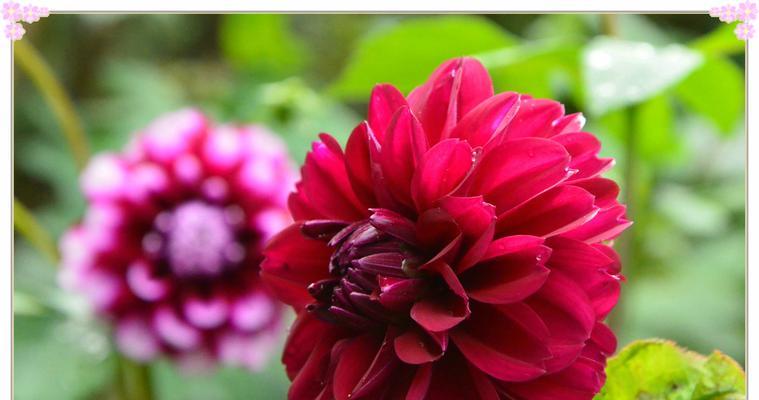 什么花象征富贵吉祥？如何用花卉来表达吉祥富贵？