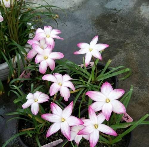 风雨兰一年能开几次花？如何养护才能多开花？