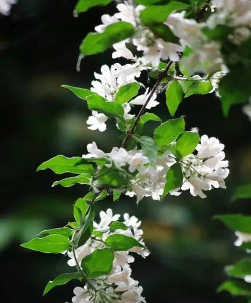 什么花象征孤傲清冷？揭秘那些代表高洁的花卉？