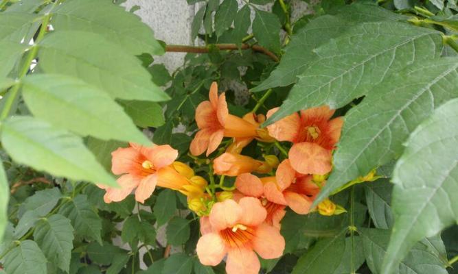 什么花象征孤傲清冷？揭秘那些代表高洁的花卉？