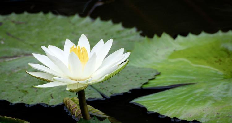 什么花象征孤独？揭秘孤独之花的真正含义是什么？