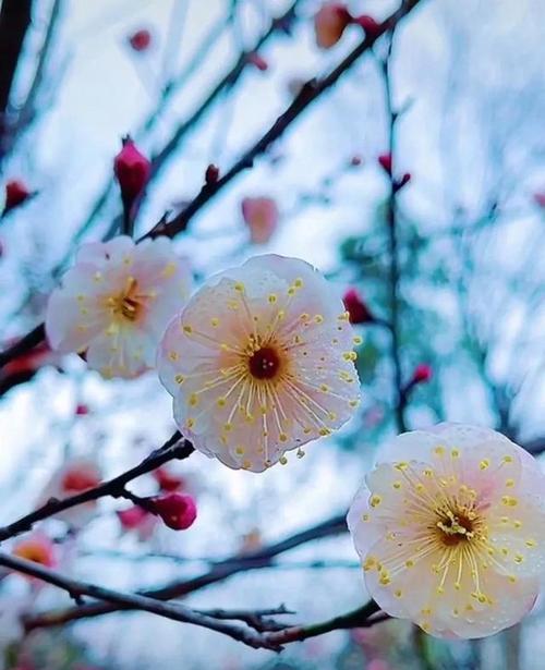 什么花象征孤独？揭秘孤独之花的真正含义是什么？