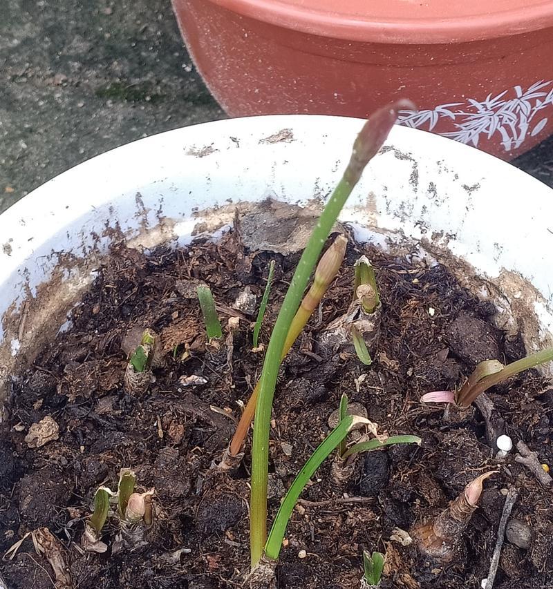 风雨兰种植后多久发芽？发芽后多久能开花？