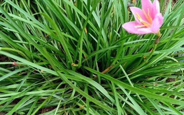 风雨兰种植后多久发芽？发芽后多久能开花？