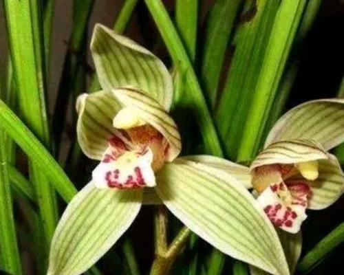 什么花代表红颜知己？如何挑选寓意深刻的花卉？
