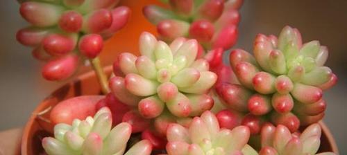 什么花代表红颜知己？如何挑选寓意深刻的花卉？