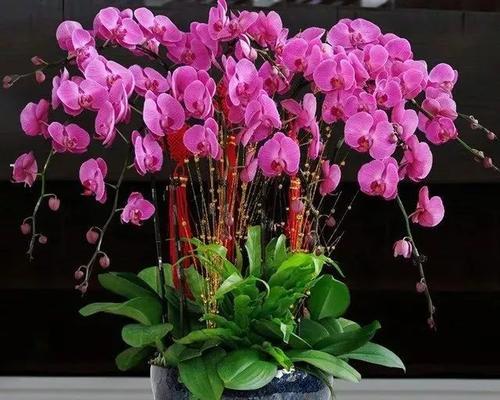 什么花象征欢迎回家？如何用花卉表达欢迎之情？