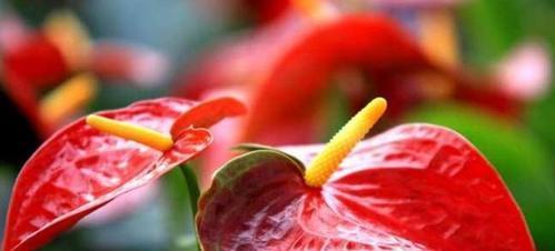 什么花代表吉祥？如何选择寓意吉祥的花卉？