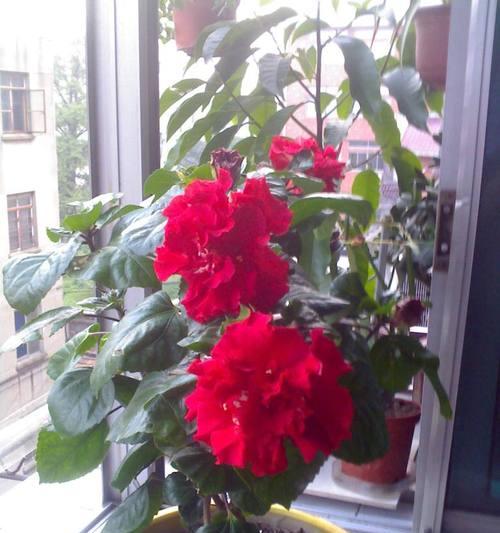 什么花代表开心快乐？寻找快乐的花卉象征是什么？