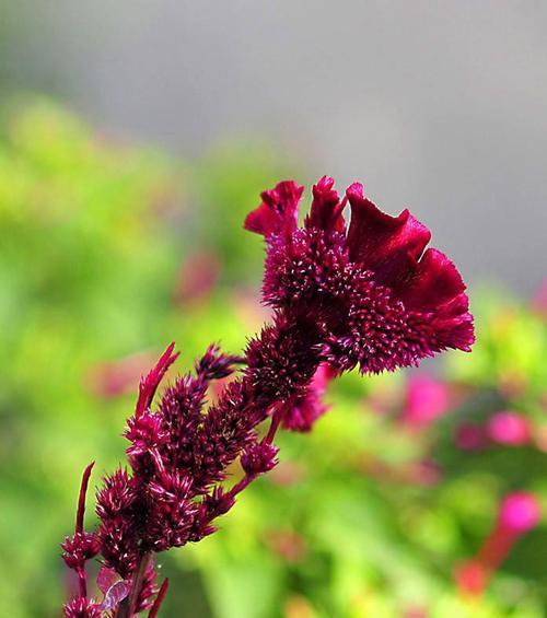 什么花代表开心快乐？寻找快乐的花卉象征是什么？