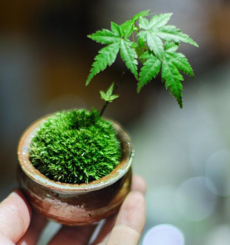 枫树多久浇一次水？如何正确进行水分管理？