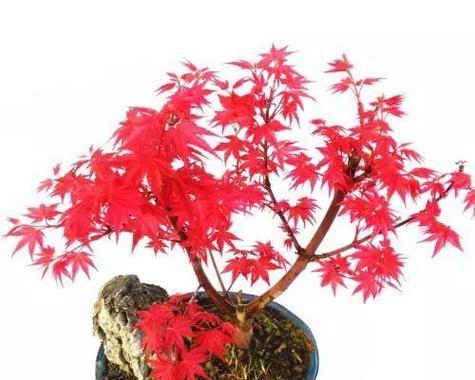 枫树多久浇一次水？如何正确进行水分管理？