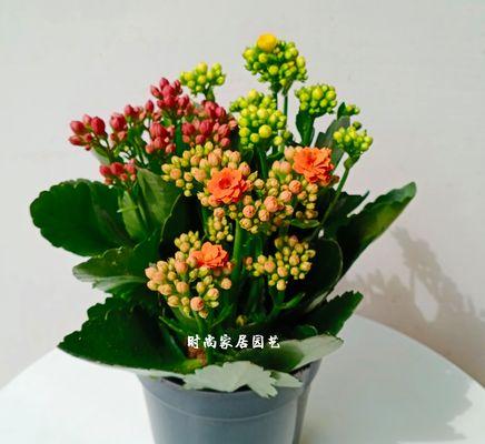 什么花代表可爱？寻找最可爱的花卉象征意义是什么？