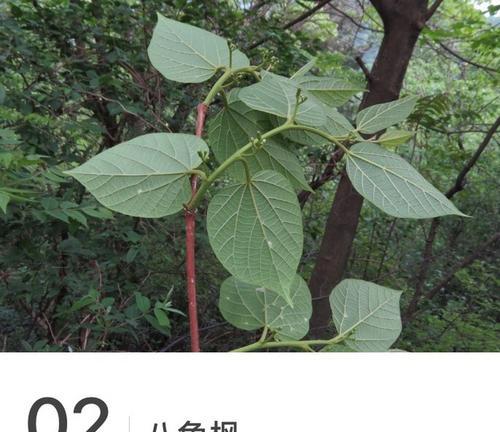 枫树根系发达吗？如何影响土壤和周围环境？