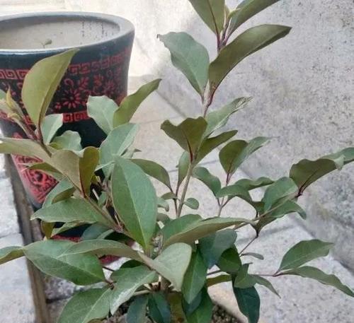 枫树换盆后多久浇水一次？换盆后浇水的正确时机是什么？