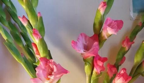 什么花代表老师？教师节送什么花最合适？